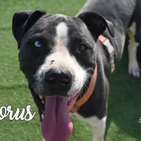 Adopta a Horus