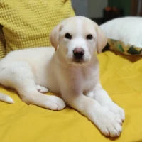 Adopta a Canelo