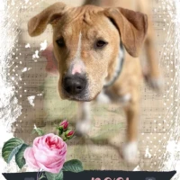 Adopta a Rosi