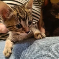 Adopta a Poma (Coco, Meló Y Suc)