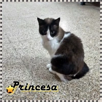 Adopta a Princesa