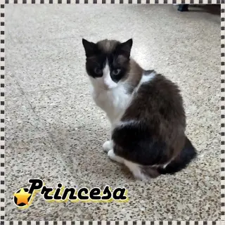 Princesa