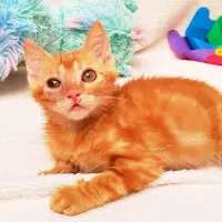 Adopta a Thor