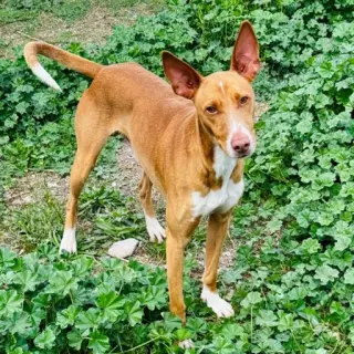 Merlín
