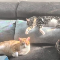 Adopta a Link Y Zelda