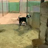 Adopta a Cooper
