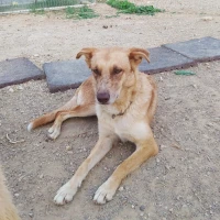 Adopta a Diana