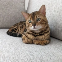 Adopta a Nilo