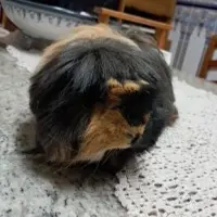 Adopta a Jonnhy