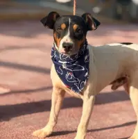 Adopta a Plex