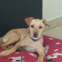 Adopta a Dory