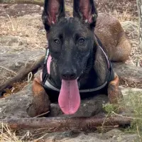 Adopta a Cleo