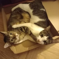 Adopta a Lola Y Niko