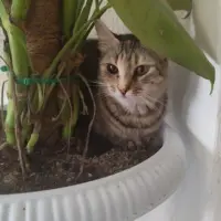 Adopta a Luna