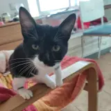 Adopta a Pichi