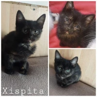 Adopta a Xispita