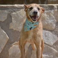 Adopta a Bartolo