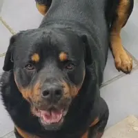 Adopta a Kaysser