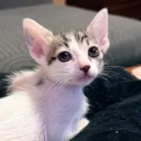 Adopta a Michis