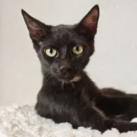 Adopta a Vampi