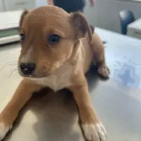 Adopta a Kai --Cachorro Tamaño Pequeño Tlf 645978718