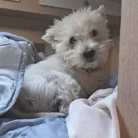 Adopta a Kanary