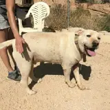 Adopta a Max
