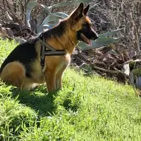 Adopta a Neska
