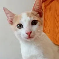 Adopta a Randall