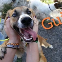 Adopta a Guille