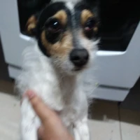 Adopta a Paco