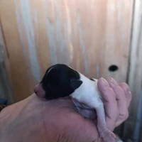 Adopta a Bodeguero Andaluz