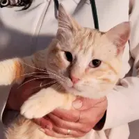 Adopta a Tico