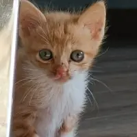 Adopta a Leo