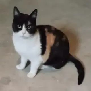 Gigi