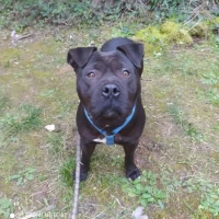 Adopta a Dylan