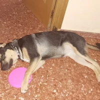Adopta a Kira