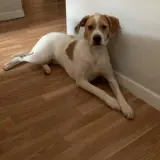 Adopta a Apolo