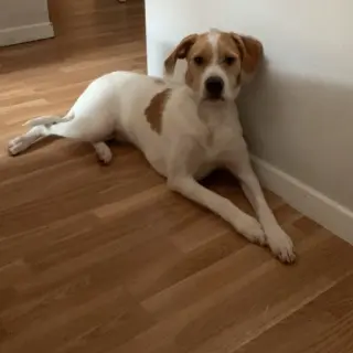 Apolo