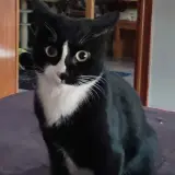Adopta a Kuro