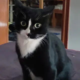 Kuro