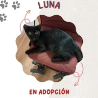 Adopta a Luna