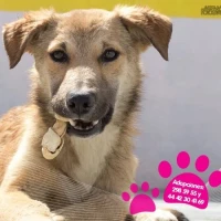 Adopta a Cookie