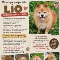 Adopta a Lío
