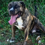 Adopta a Igor