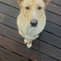 Adopta a Tyla