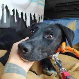 Toy