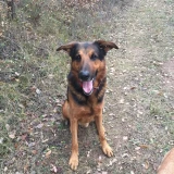 Adopta a Thor