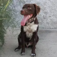 Adopta a Manson