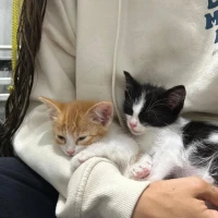 Adopta a Varias Camadas Gatitos